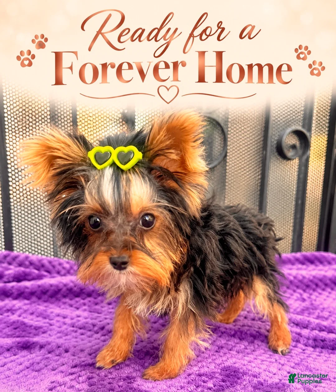 Yorkshire Terrier dogs for sale: Tiffany teacup F - Ad 2