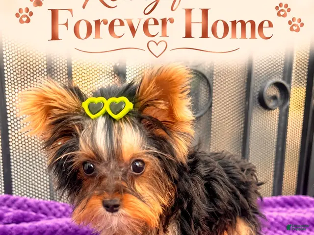 Yorkshire Terrier dogs Tiffany teacup F - Ad 2