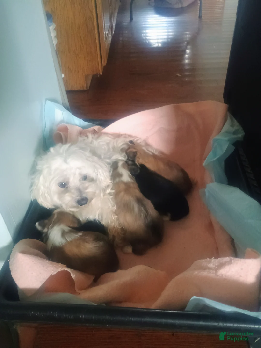 Mixed Breed dogs for sale: Mixed Breed Puppy 3 - Ad 8