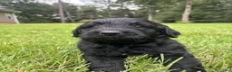 Goldendoodle dogs for sale: Coal - Ad 4