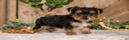Yorkshire Terrier dogs for sale: Duchess - Ad 2