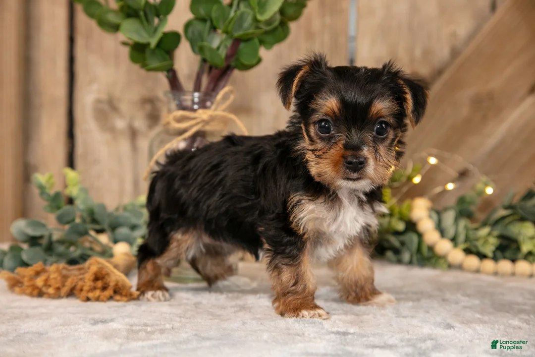 Yorkshire Terrier dogs for sale: Duchess - Ad 2