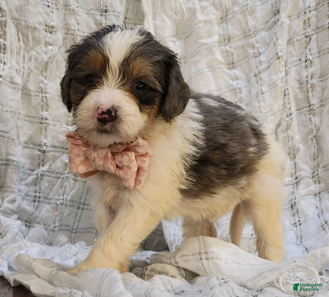 Gallery Image {{count}}