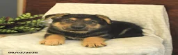German Shepherd dogs for sale: Moose - Ad 3