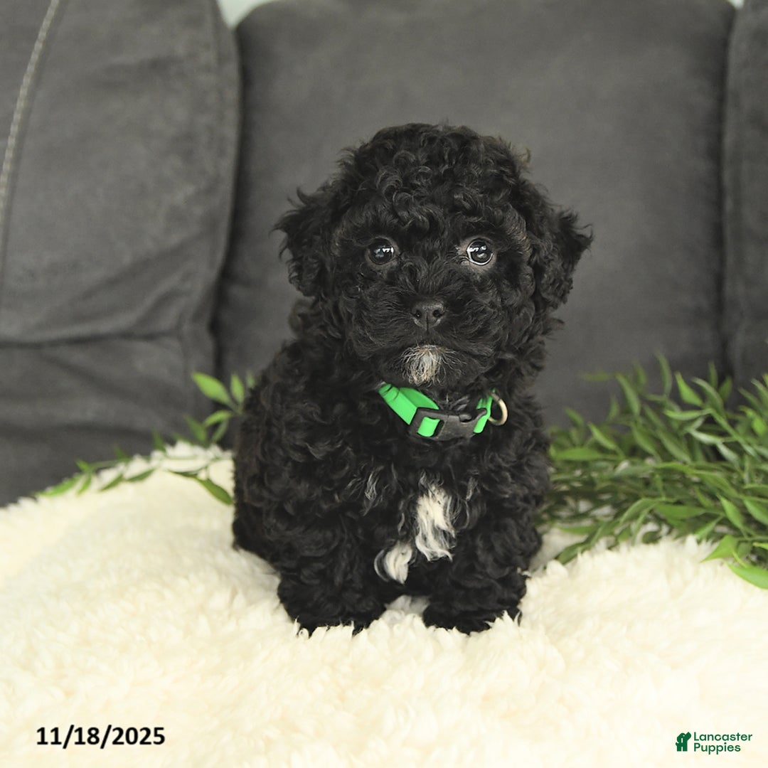 Mixed Breed dogs for sale: Moses - Ad 4