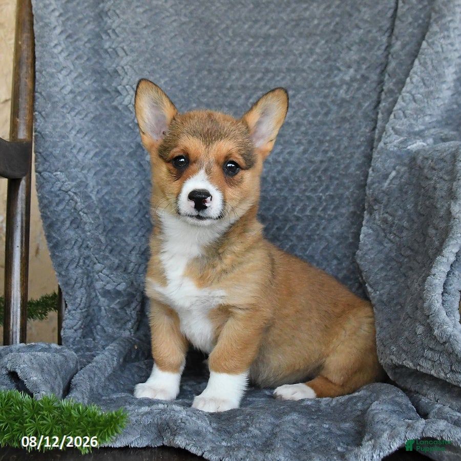 Welsh Corgi Pembroke dogs Finley - Ad 1