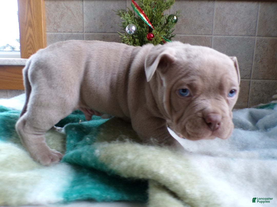 American Bully dogs for sale: American Bully Puppy 5 Nikko - Ad 3