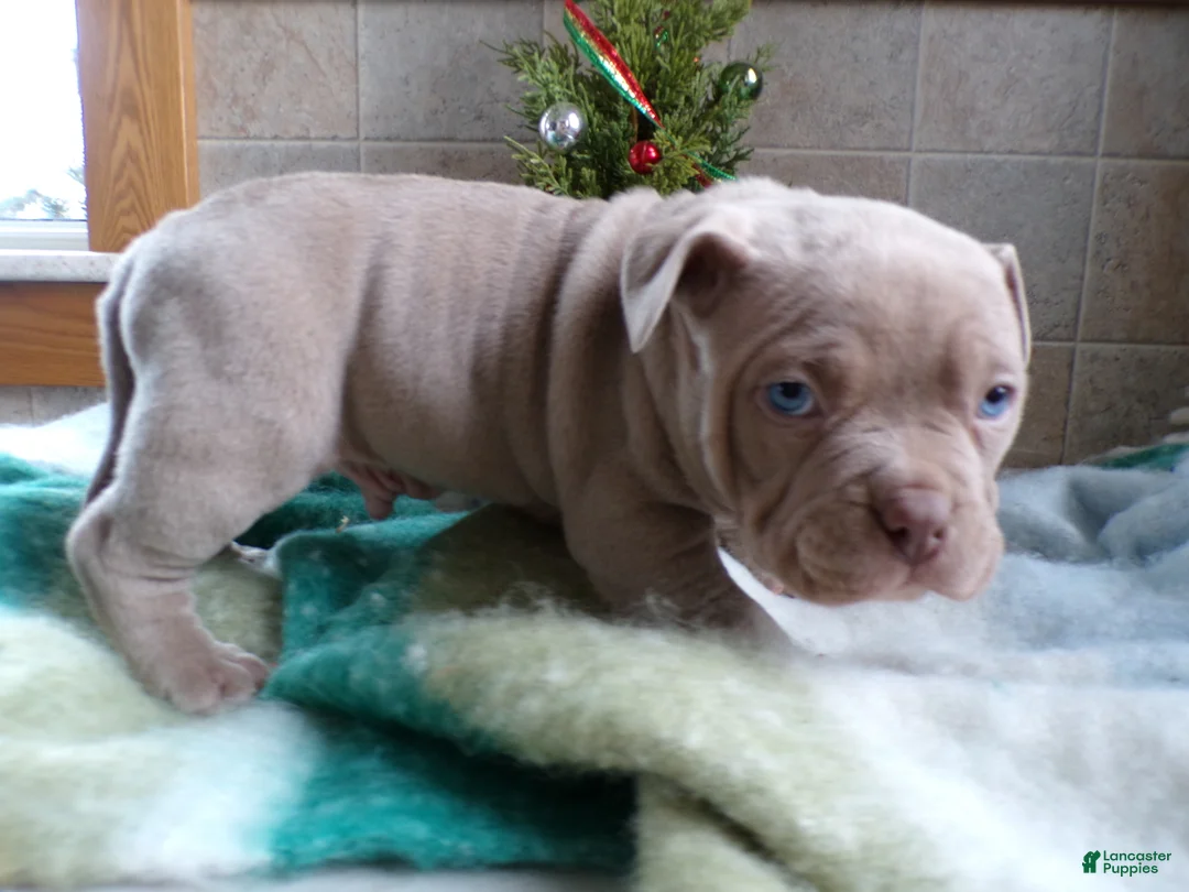 American Bully dogs for sale: American Bully Puppy 4 Marlo - Ad 10