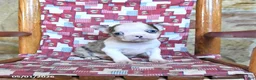Boston Terrier dogs for sale: Fenway - Ad 2