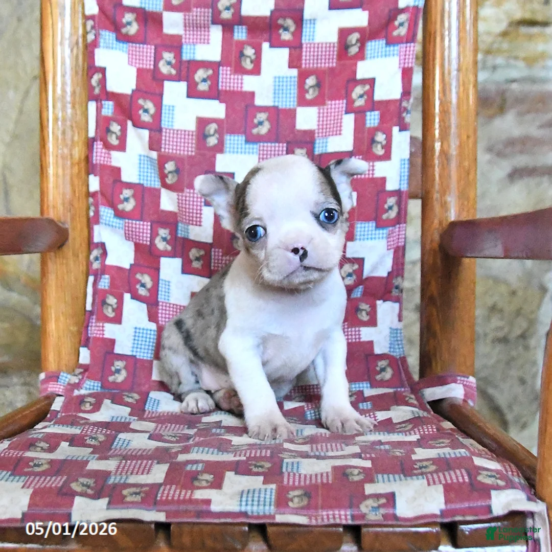 Boston Terrier dogs for sale: Fenway - Ad 2