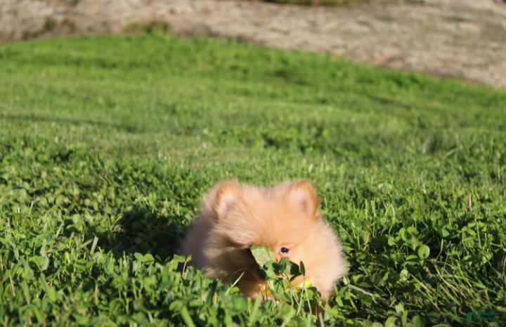 Pomeranian dogs Finn - Ad 1