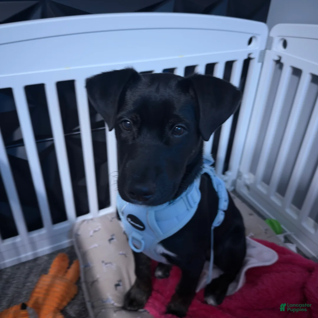 Mixed Breed dogs for sale: Mixed Breed Puppy 1 - Ad 4