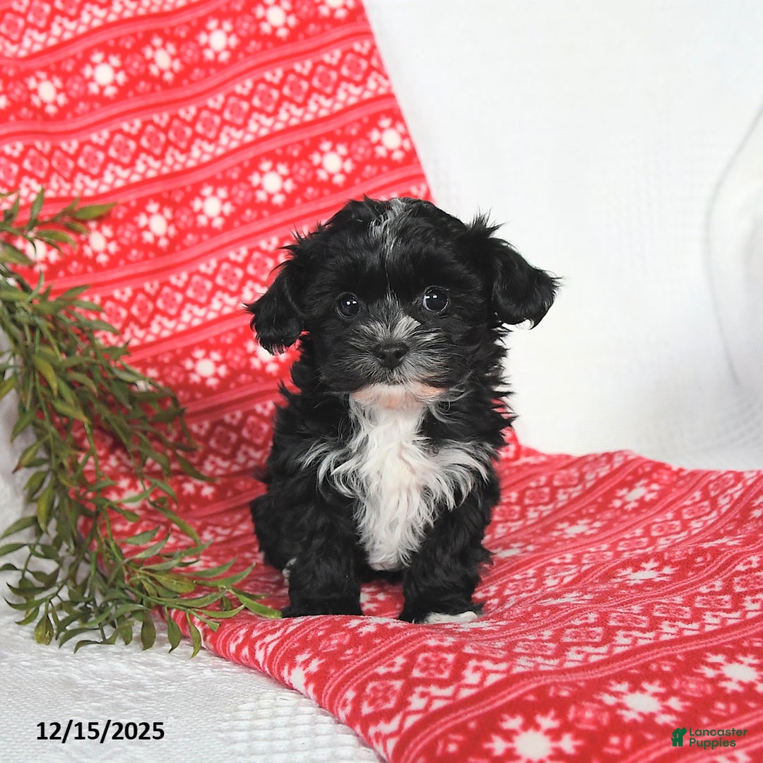 Mixed Breed dogs for sale: Mandy - Ad 3