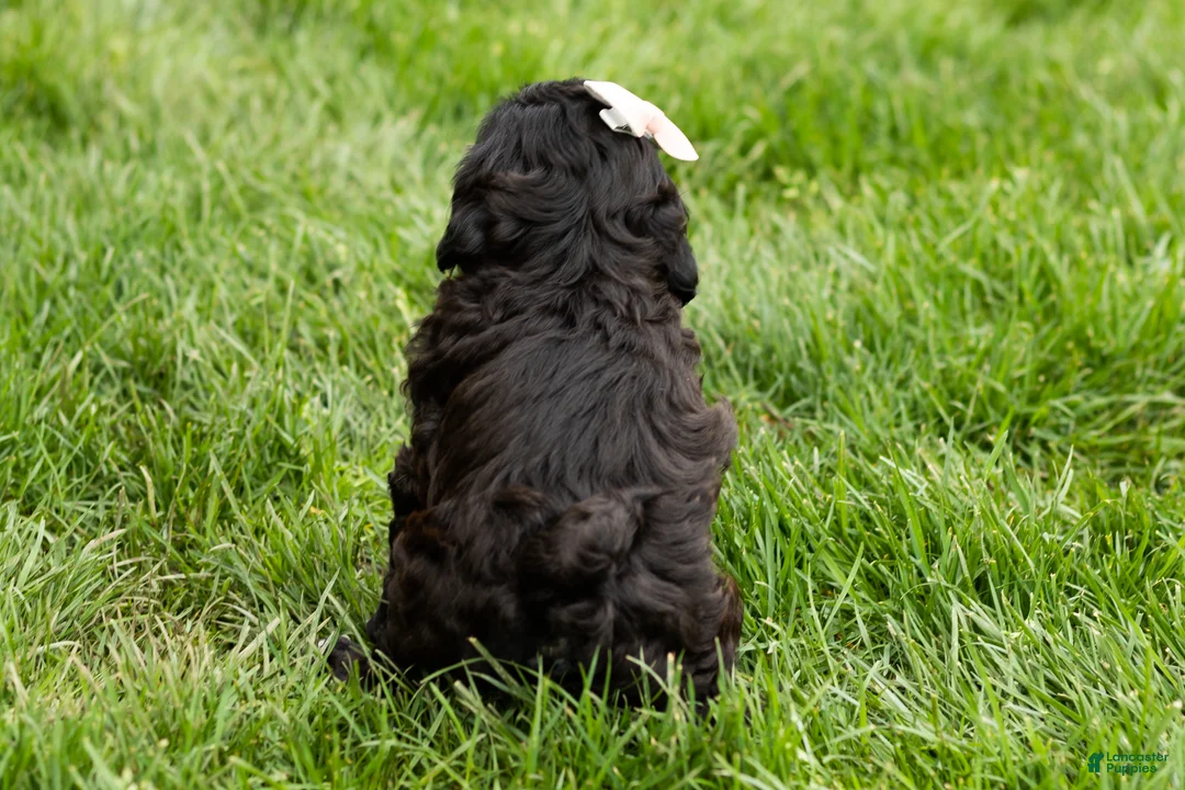Shihpoo dogs for sale: Irma  - Ad 5