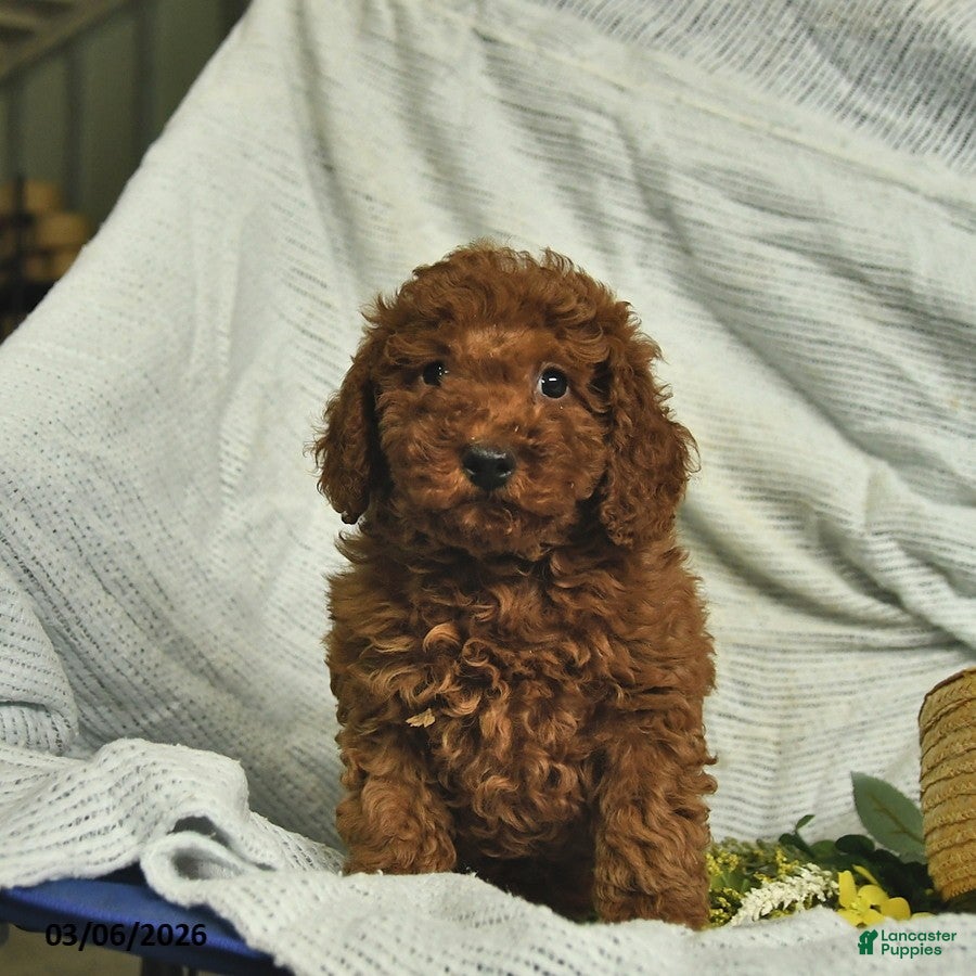 Miniature Poodle dogs Cassie   - Ad 2