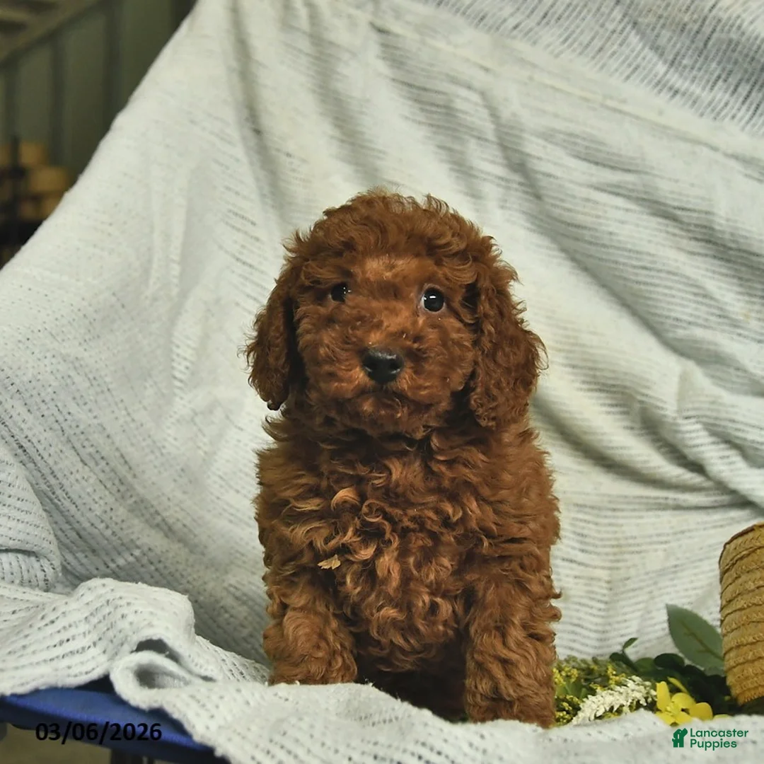 Miniature Poodle dogs for sale: Cassie   - Ad 2