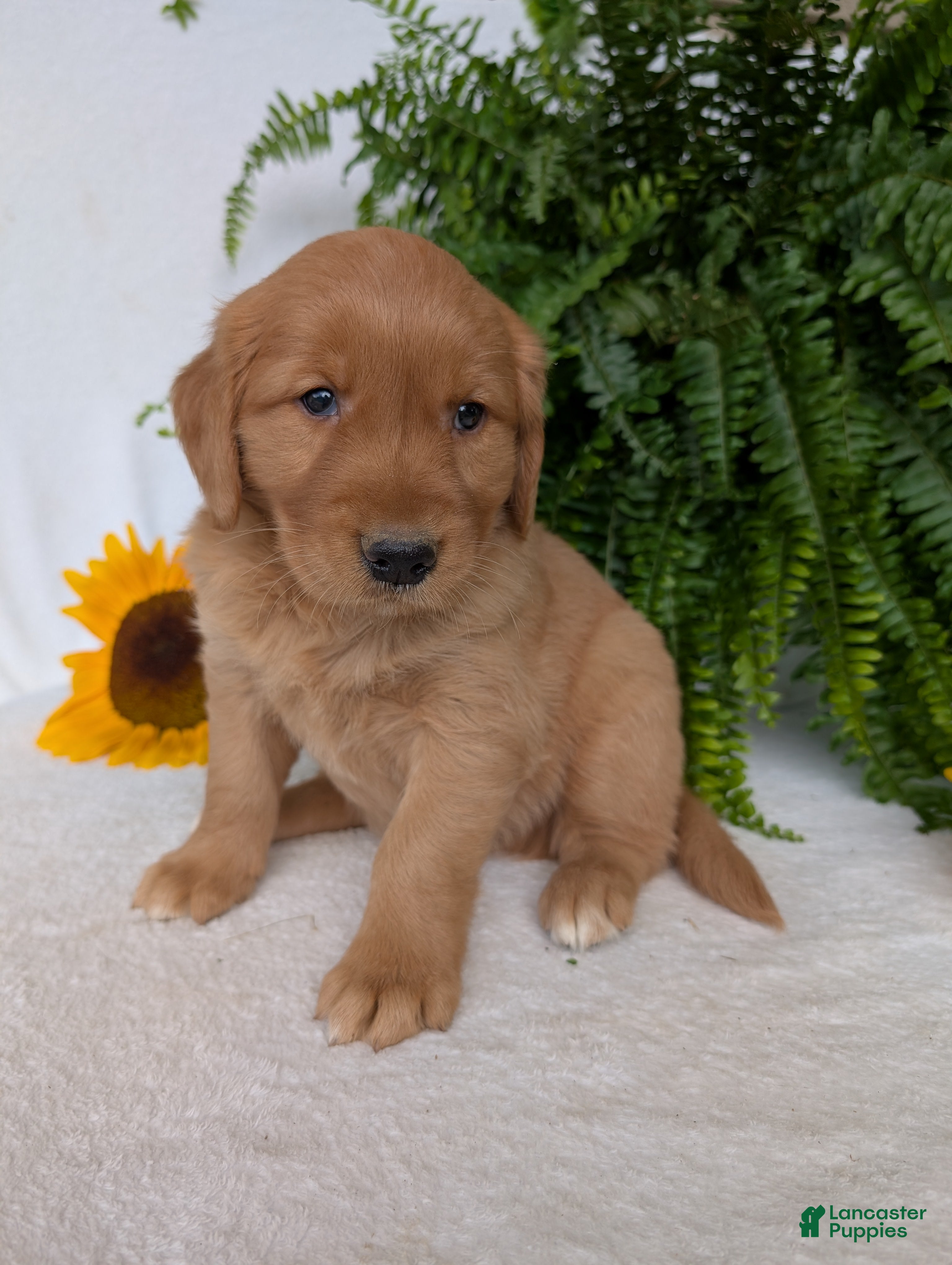 Golden Retriever dogs Brinkley  - Ad 2