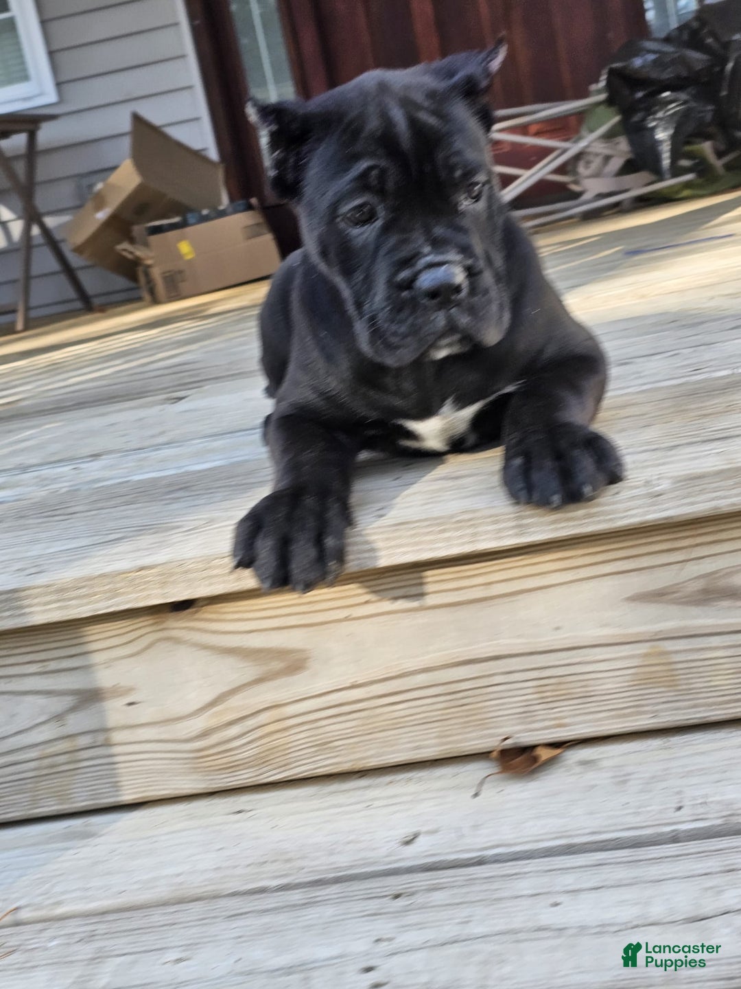 Cane Corso dogs for sale: QUEENIE - Ad 11