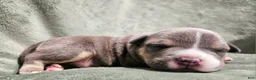 American Bully dogs for sale: American Bully  - Ad 4