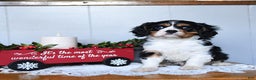 Cavalier King Charles Spaniel dogs for sale: Santa   - Ad 2