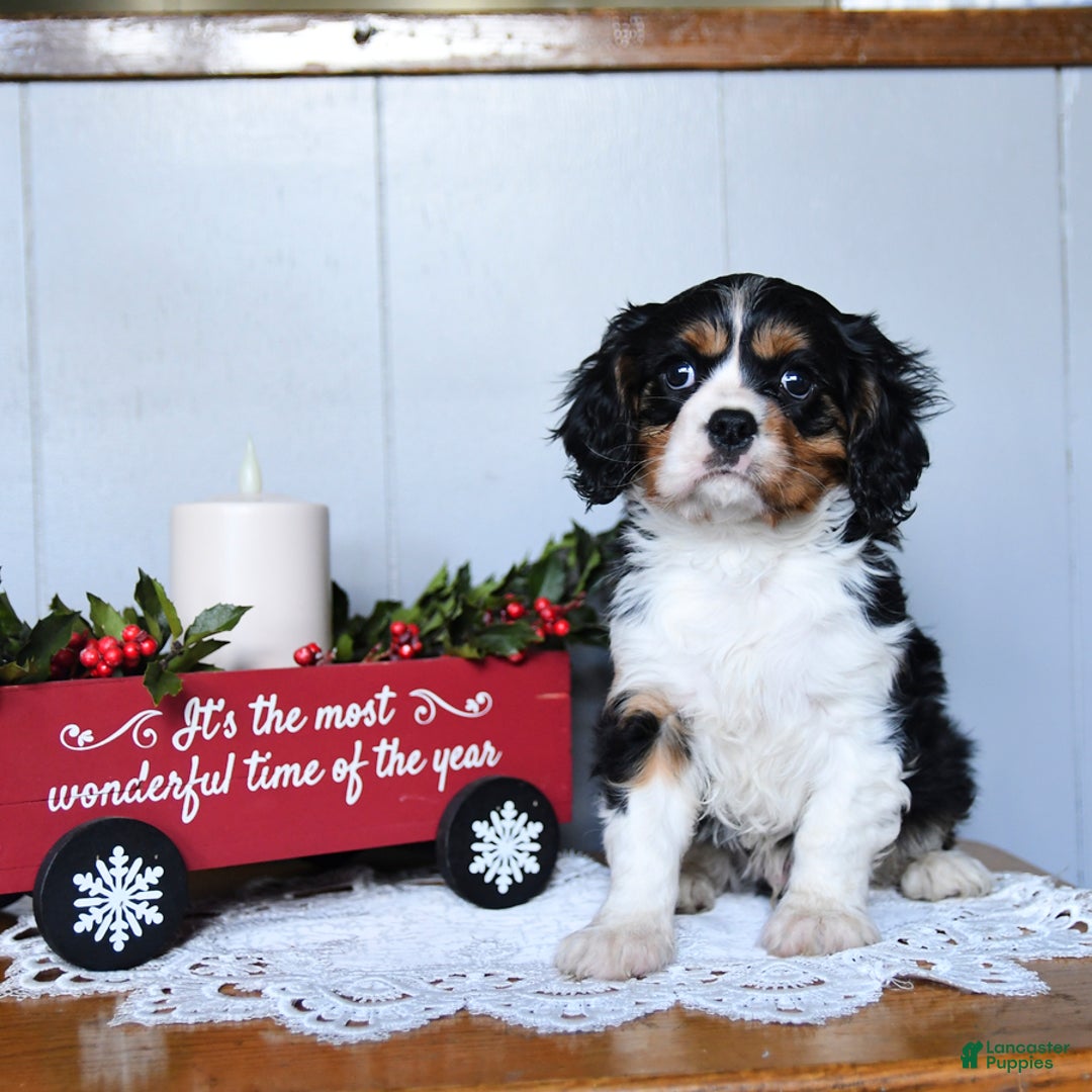 Cavalier King Charles Spaniel dogs for sale: Santa   - Ad 2