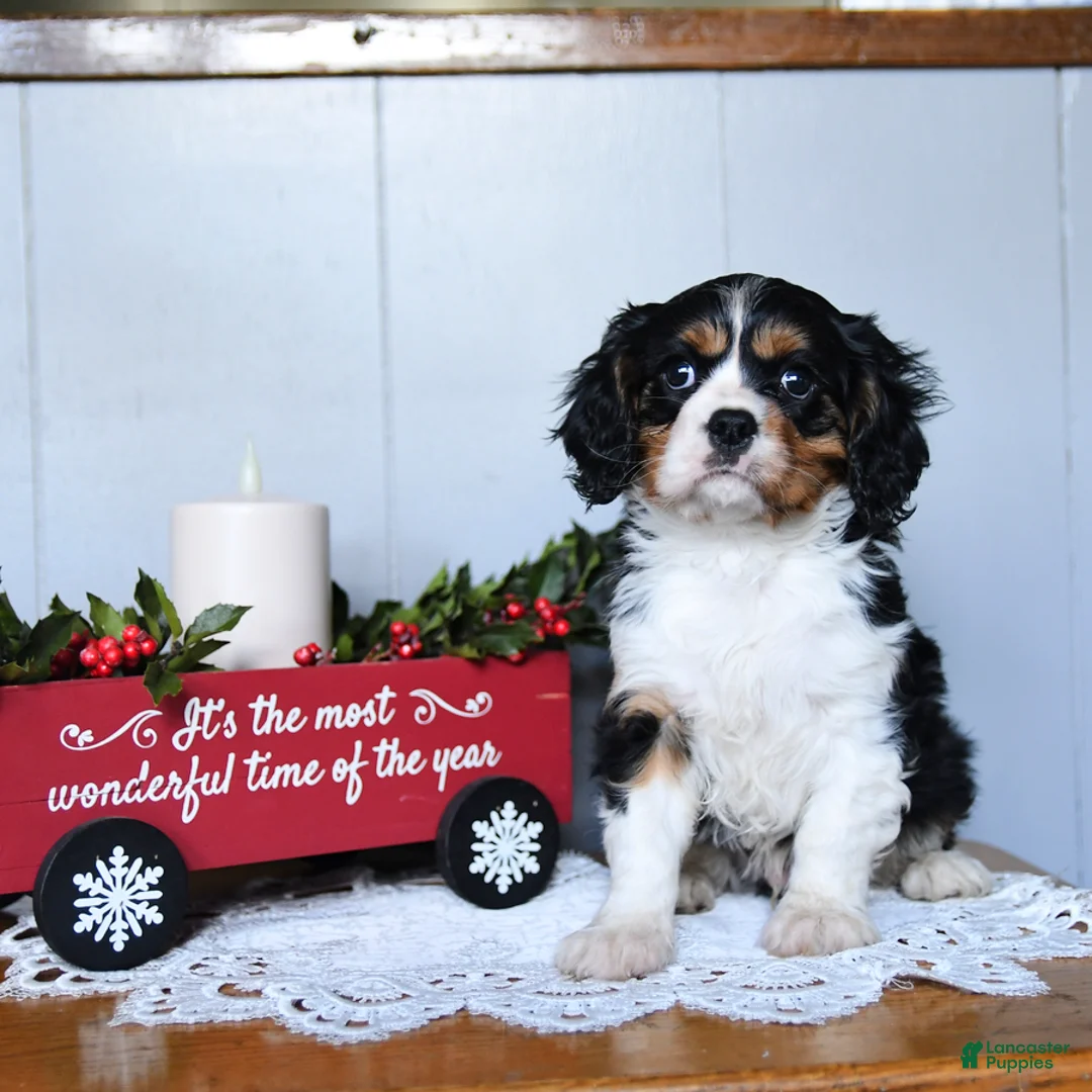 Cavalier King Charles Spaniel dogs for sale: Santa   - Ad 6