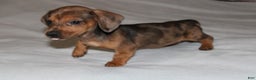Miniature Dachshund dogs for sale: Frank Mini  - Ad 5