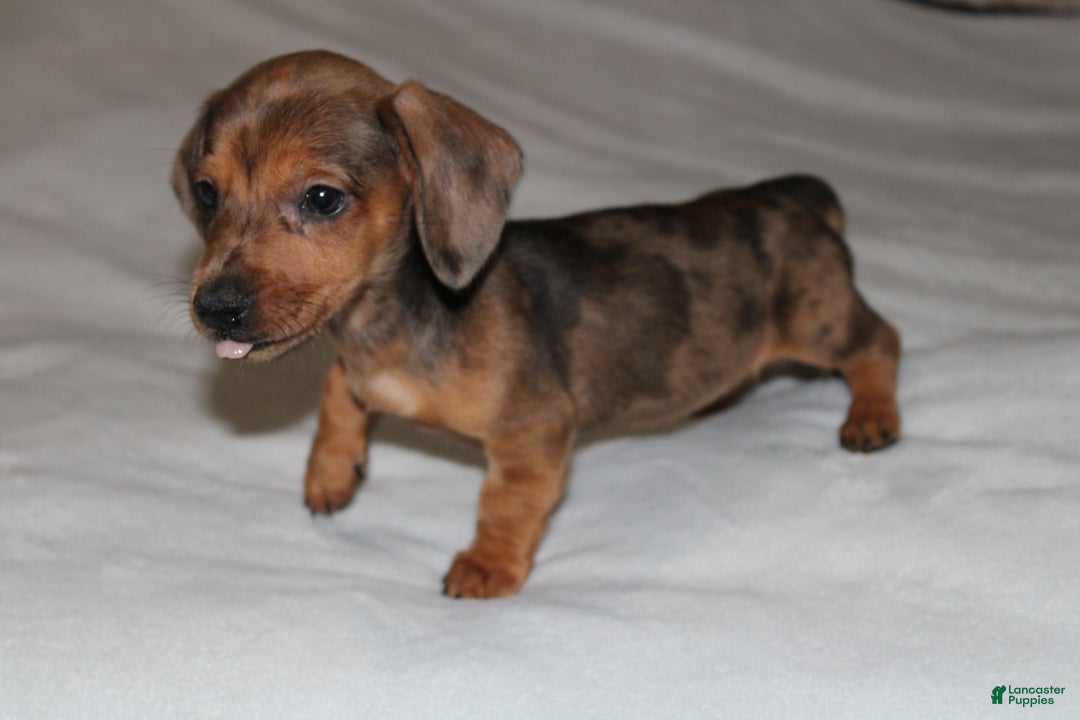 Miniature Dachshund dogs for sale: Frank Mini  - Ad 5
