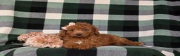 Mini Goldendoodle dogs for sale: Tehya 9 lbs Full Grown - Ad 5