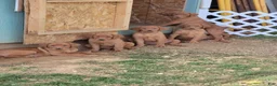 Labrador Retriever dogs for sale: Lolli (tan collar) - Ad 9