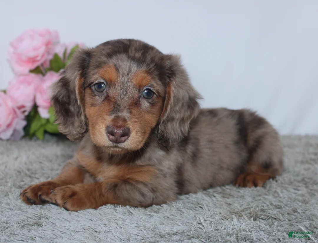 Miniature Dachshund dogs for sale: Pansy - Ad 2