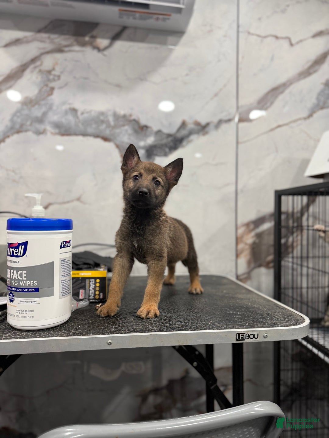 German Shepherd dogs for sale: German Shepherd Puppy 1 - Ad 3