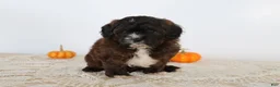 Shihpoo dogs for sale: Milkyway - Ad 2