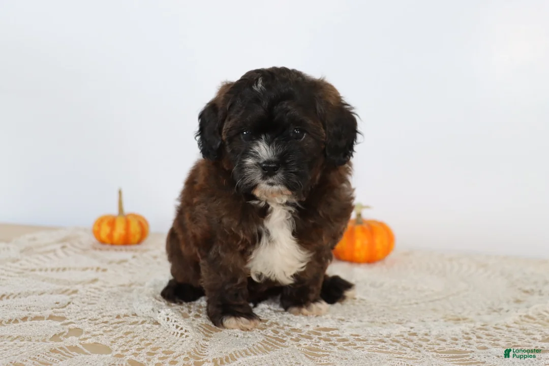 Shihpoo dogs for sale: Milkyway - Ad 2