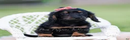 Miniature Dachshund dogs for sale: Tootsie AKC - Ad 4