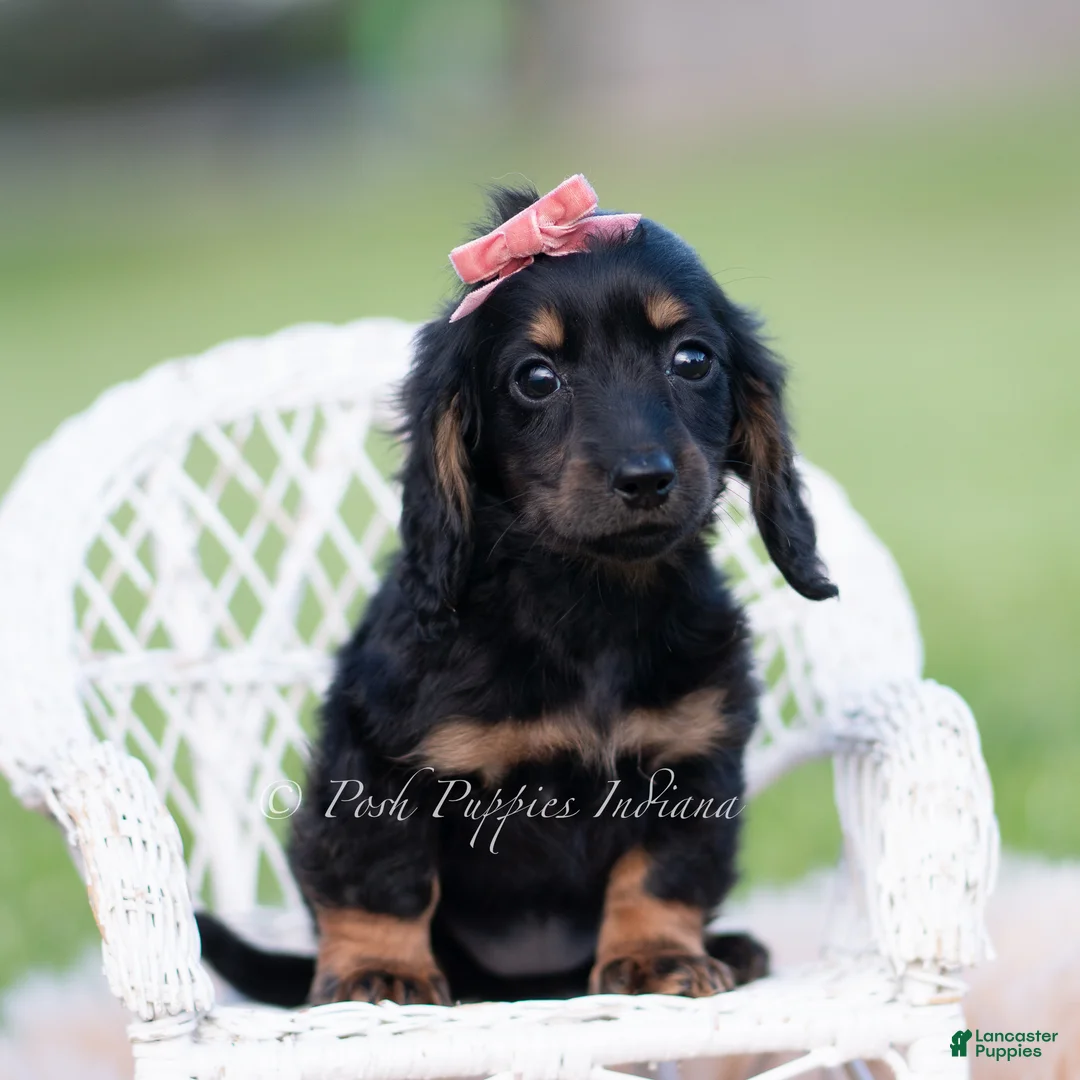 Miniature Dachshund dogs for sale: Tootsie AKC - Ad 4