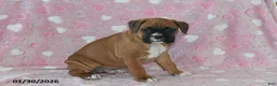 Boxer dogs for sale: Lacey - Ad 3
