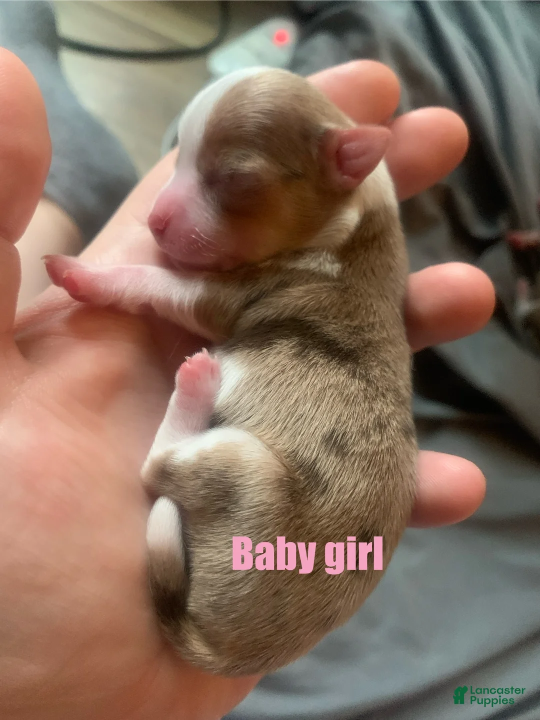 Chihuahua dogs for sale: Chihuahua Puppy 4 - Ad 1