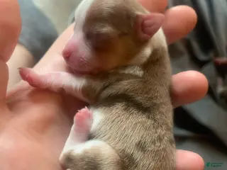 Chihuahua dogs Chihuahua Puppy 4 - Ad 13