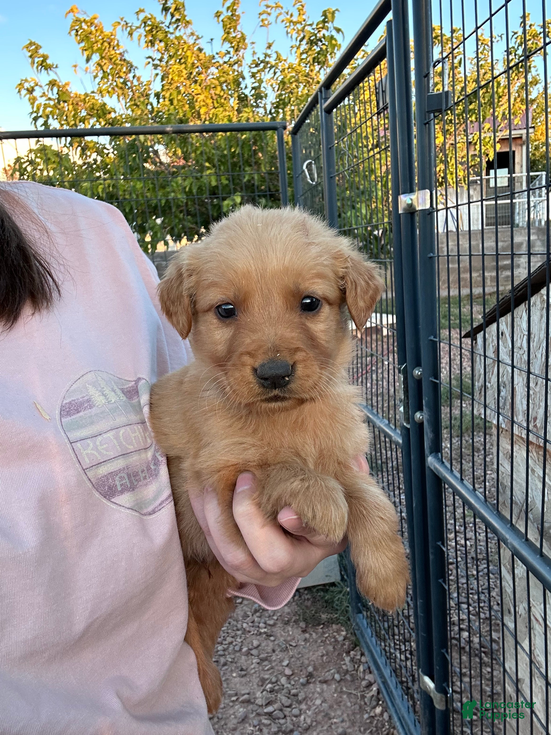 Golden Retriever dogs for sale: Max (teal) - Ad 23