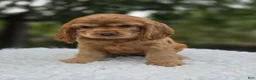 Cocker Spaniel dogs for sale: Kenya - Ad 4