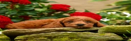 Miniature Poodle dogs for sale: Sushi - Ad 5
