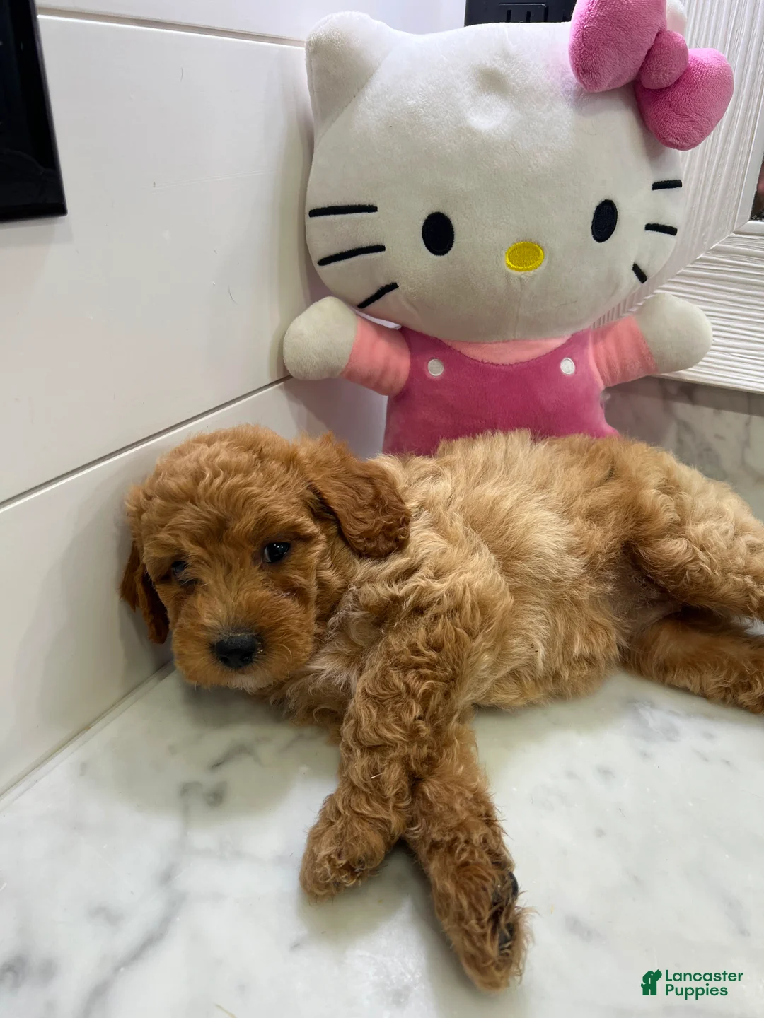 Toy Poodle dogs for sale: Mochi 🤍🐩 - Ad 5