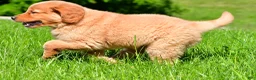 Golden Retriever dogs for sale: Turbo - Ad 12