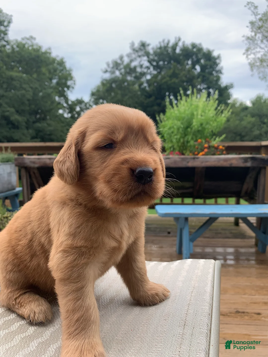Golden Retriever dogs for sale: Bard - Ad 2