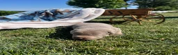 Labrador Retriever dogs for sale: Tanya❤️AKC Hip Cert - Ad 4