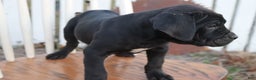 Cane Corso dogs for sale: Belinda - Ad 5