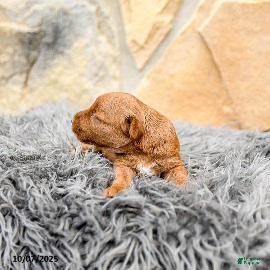 Mini Goldendoodle dogs for sale: Millie - Image 7