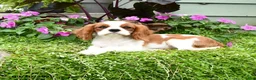 Cavalier King Charles Spaniel dogs for sale: Braden - Ad 4