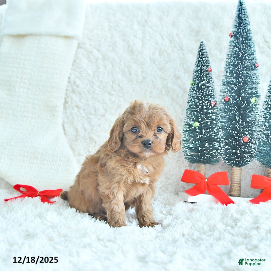 Cavapoo dogs for sale: Ginger - Ad 3
